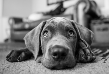 why-do-dogs-pee-the-bed-snoozer-pet-products