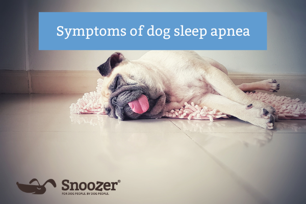 Symptoms of dog sleep apnea - snoozer pet products