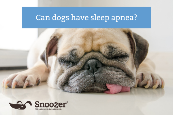 Can dogs have sleep apnea snoozer pet products