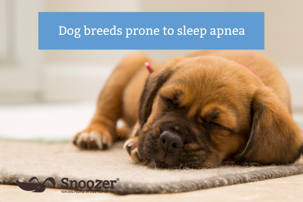 Dog breeds prone to sleep apnea - snoozer pet products