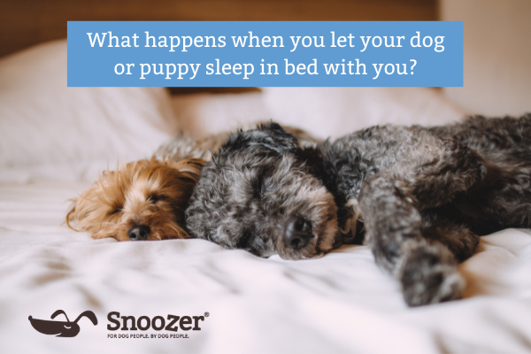 what-happens-when-you-let-your-dog-or-puppy-sleep-in-bed-with-you
