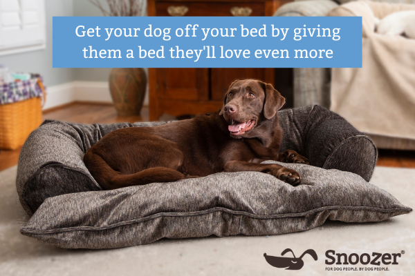 get-your-dog-off-your-bed-by-giving-them-a-bed-they'll-love-even-more-snoozer-pet-products