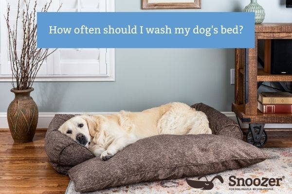 Snoozer how-to-wash-a-dog-bed- Blog Image- 400x600 (1)