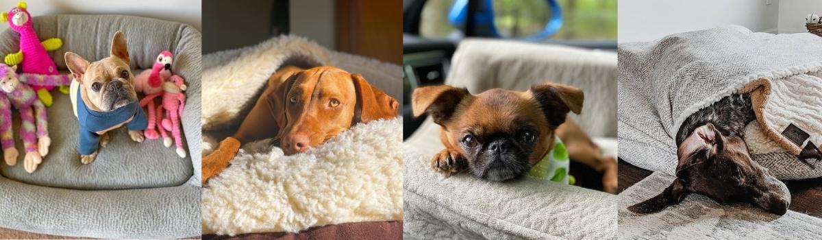 Brand Ambassador Sign Up Snoozer Pet Products