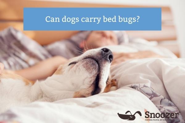 Snoozer-can-dogs-carry-bed-bugs-Blog Image- 400x600