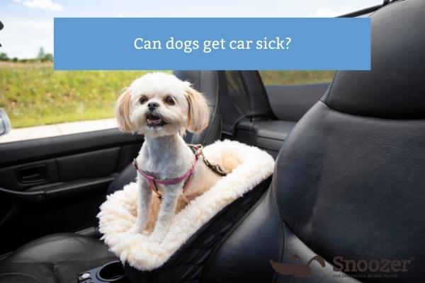 do dogs get over car sickness