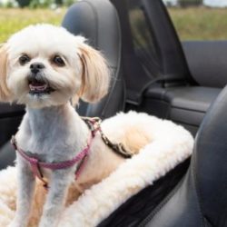 Console Dog Car Seats