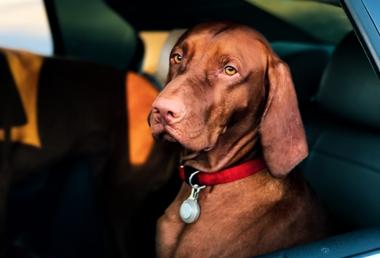 14 Unique Ways To Get Dog Hair Out Of Your Car