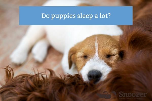 Snoozer-do-puppies-sleep-a-lot-Blog Image- 400x600