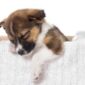 do-puppies-sleep-a-lot-snoozer-pet-products