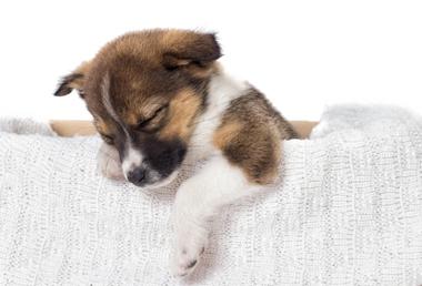 do-puppies-sleep-a-lot-snoozer-pet-products