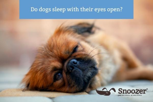 Do dogs sleep with their eyes open? - Snoozer Pet Products
