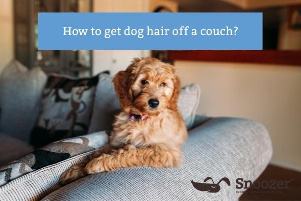 How to get dog hair off a couch? - Snoozer Pet Products