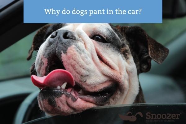 Why do dogs pant in the car? - Snoozer Pet Products