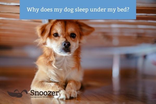 Why does my dog sleep under my bed Snoozer Pet Products