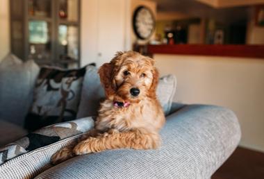 How to get dog hair off a couch Snoozer Pet Products