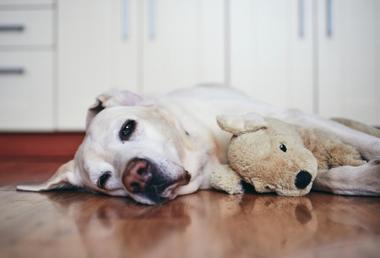 how-to-help-a-dog-with-arthritis-at-home-snoozer-pet-products