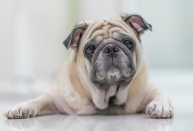 how-to-tell-if-your-dog-has-arthritis-snoozer-pet-products