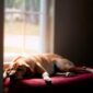 what-is-the-best-music-to-help-dogs-sleep-snoozer-pet-products