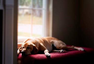 what-is-the-best-music-to-help-dogs-sleep-snoozer-pet-products