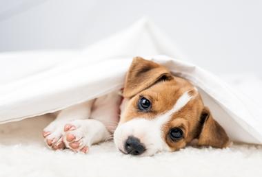 what-size-dog-bed-should-you-get-for-puppy-snoozer-pet-products
