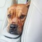 why-does-my-dog-cry-in-the-car-snoozer-pet-products