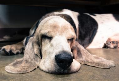 Which dog breed store sleeps the most