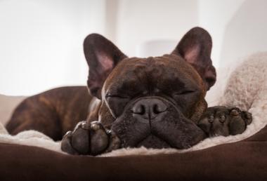 why-dog-dogs-cry-in-their-sleep-snoozer-pet-products