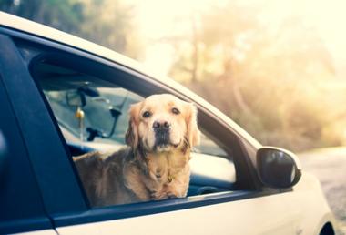 how-to-get-dog-smell-out-of-the-car-snoozer-pet-products