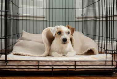 should-you-put-a-dog-bed-in-your-dogs-crate-snoozer-pet-products