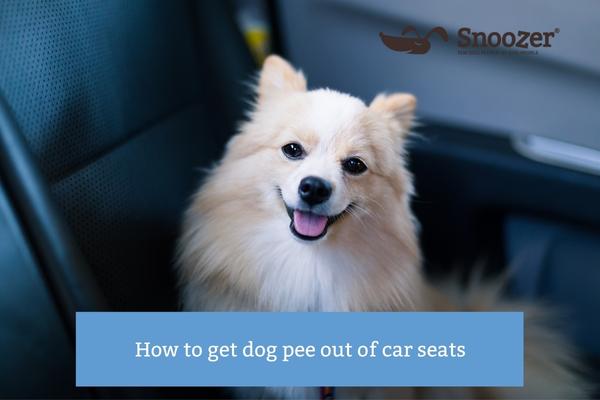 Does Dog Pee Stain Car Seats? Solutions & Prevention