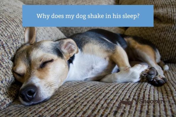 why-does-my-dog-shake-in-his-sleep-snoozer-pets