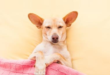 can-dogs-have-bad-dreams-snoozer-pet-products