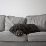 can-dogs-pee-in-their-sleep-snoozer-pet-products