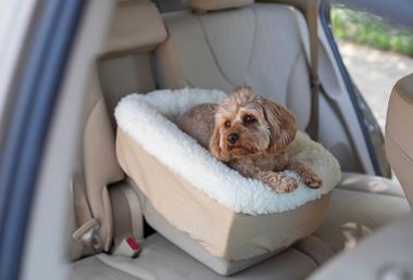 do-dogs-really-need-a-car-seat-snoozer-pet-products