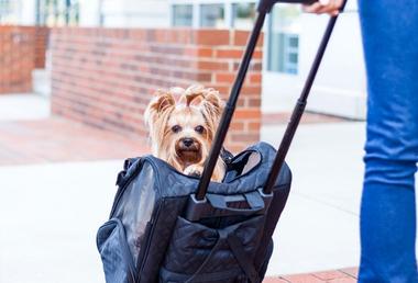 does-a-dog-carrier-count-as-a-carry-on-snoozer-pet-products
