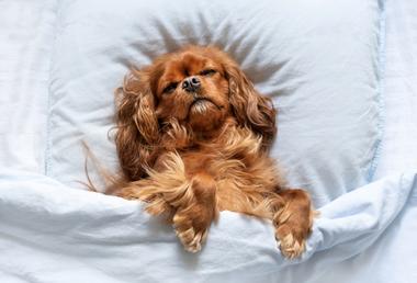 dog-sleeping-positions-and-what-they-mean-about-your-dog-snoozer-pet-products