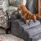 how-to-choose-the-right-dog-stairs-for-your-bed-snoozer-pet-products