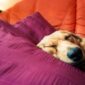 how-to-get-a-dog-to-sleep-through-the-night-snoozer-pet-products