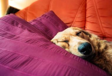 How to Get Your Dog to Sleep Through the Night Snoozer