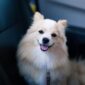 how-to-get-dog-pee-out-of-car-seat-snoozer-pet-products