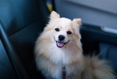 how-to-get-dog-pee-out-of-car-seat-snoozer-pet-products