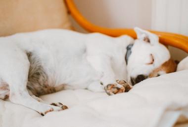 how-to-make-a-dog-sleep-snoozer-pet-products
