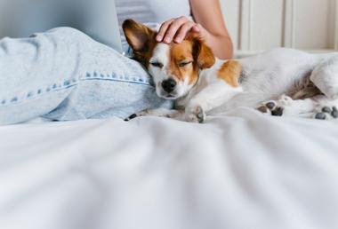 reasons-your-dog-should-not-sleep-in-the-bed-snoozer-pet-products