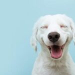 why-do-dogs-sleep-with-their-tongues-out-snoozer-pet-products