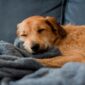 why-do-dogs-snore-snoozer-pet-products