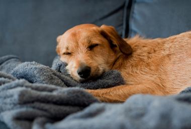 why-do-dogs-snore-snoozer-pet-products