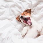 why-does-my-dog-bark-in-his-sleep-snoozer-pet-products