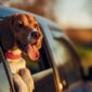 how-to-get-dog-smell-out-of-car-seats-snoozer-pet-products