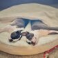 Small Dogs - Cozy Cave Dog Bed